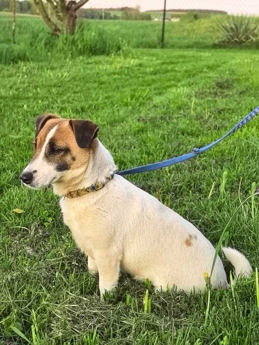 Jack Russell Terrier, suczka