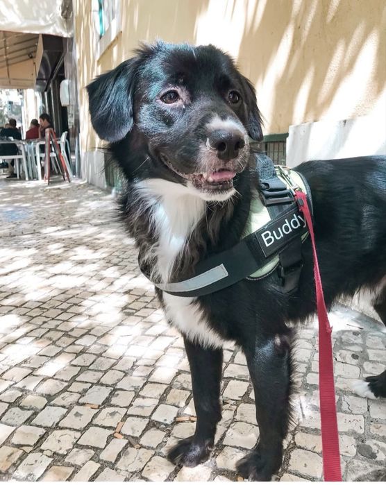 Dog walking/ Passeio de cães