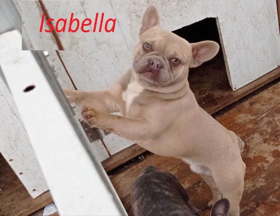 Buldogue Francês macho
serviços de montas