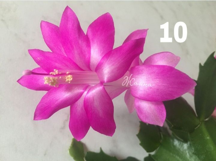 Шлюмбергера червона