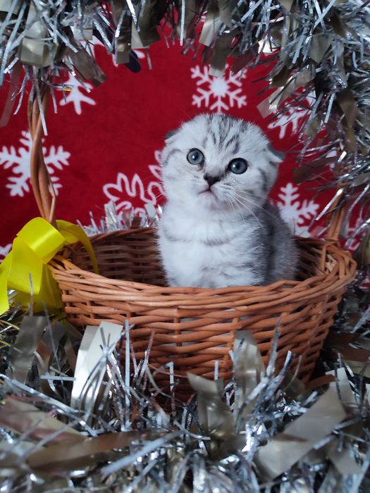 Котята шотландские, вискасный котенок
