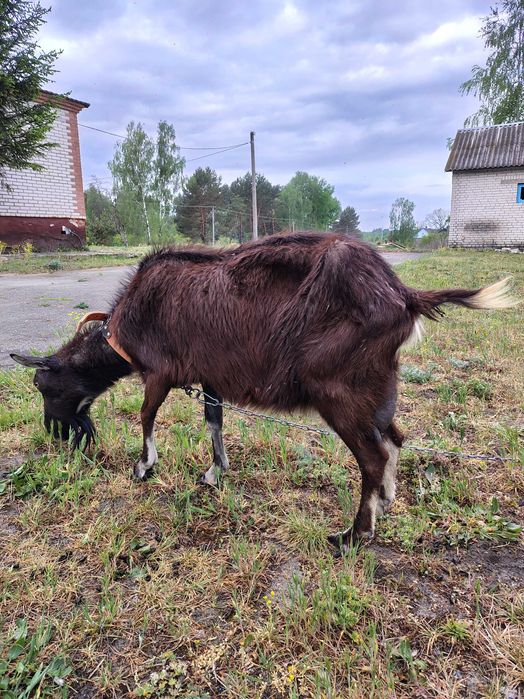 Продам безрогу козу
