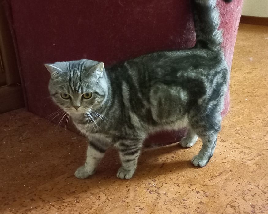 Gato British Shorthair