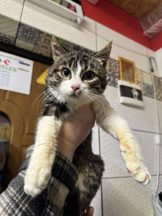 Кастрований молодий котик