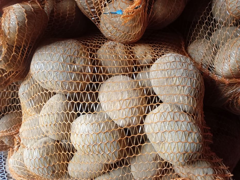 Ziemniaki jadalne Vineta