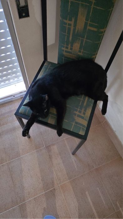Dou gatos para adoção