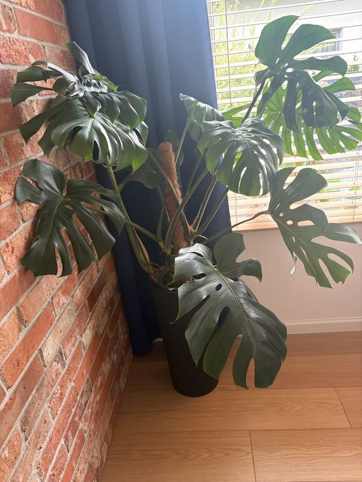 Duza monstera  pieknie rozwinieta