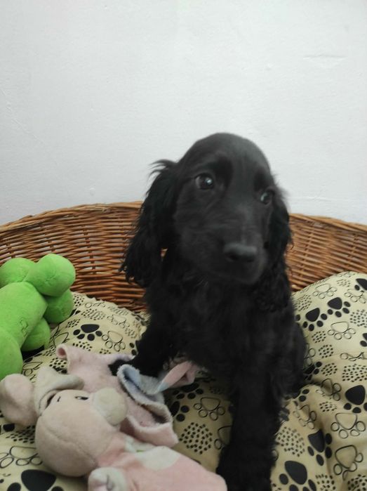 Cocker spaniel angielski chłopak