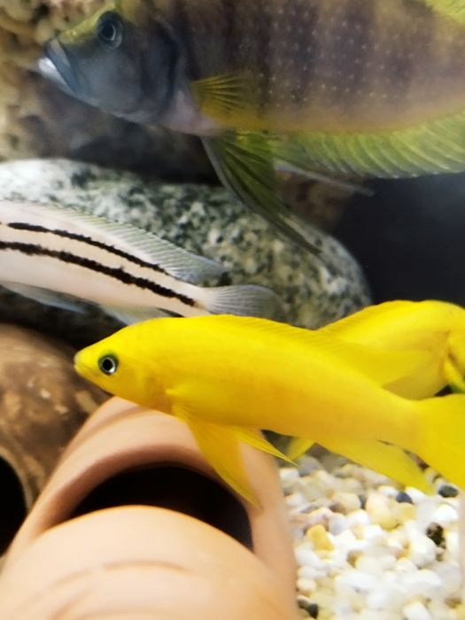Neolamprologus leleupa leleupi tanganika