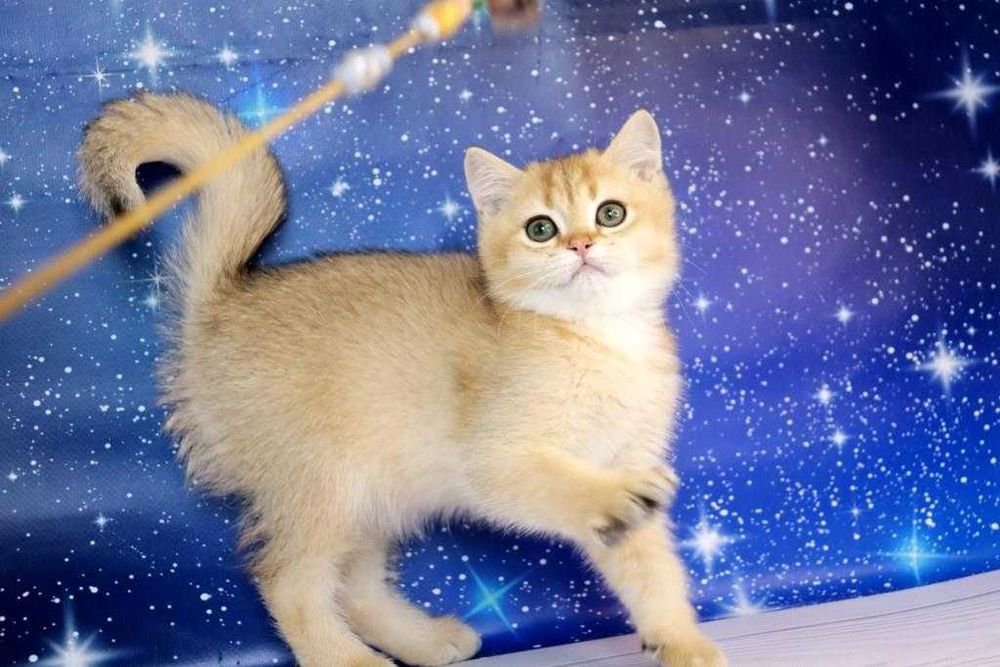 Продам британского котика в золотом окрасе