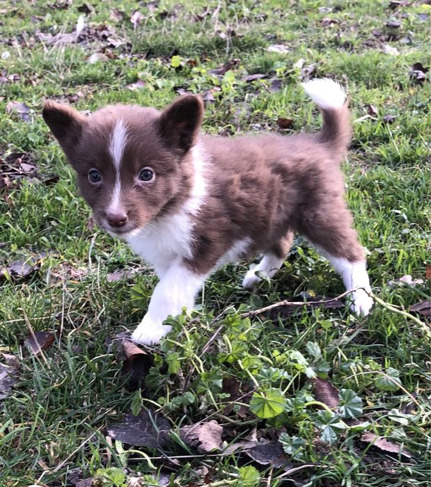 Малышка бордер колли