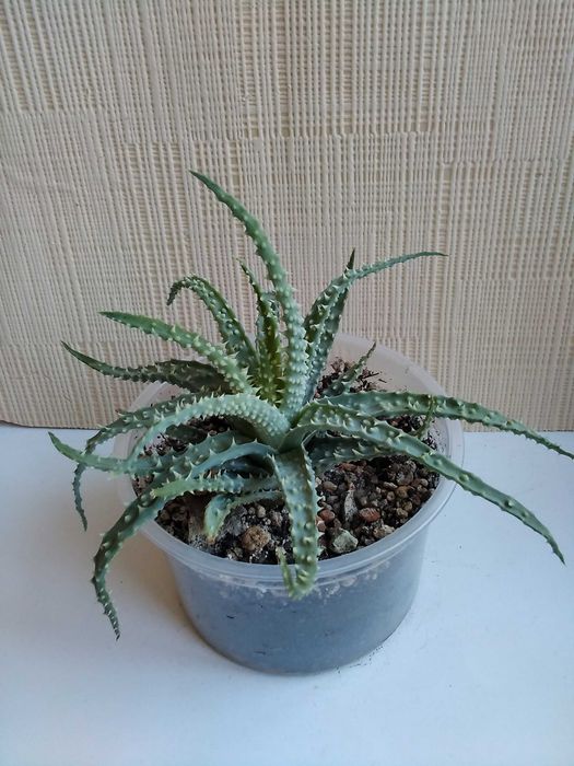 Алоэ гибридное алоэ Humilis алое хуміліс