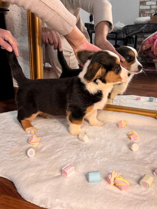 Шикарні цуцики Коргі Кардиган