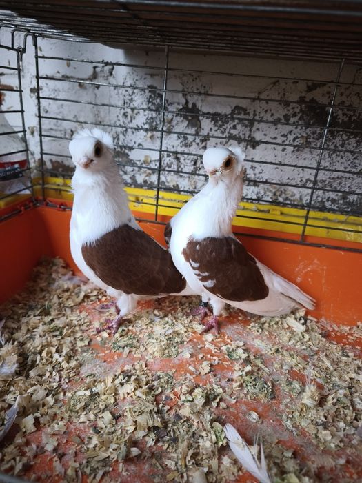 Mewka mewka newka Polska