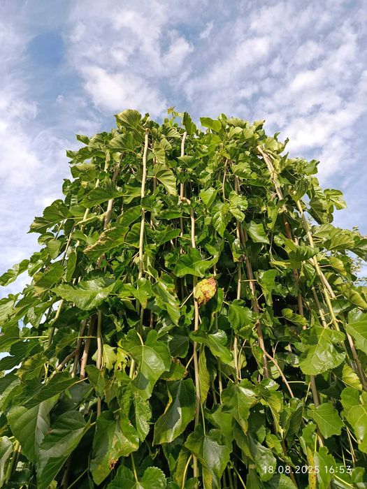Шовковиця саджанець штамбова плакучая шелковица саженец (обмен)