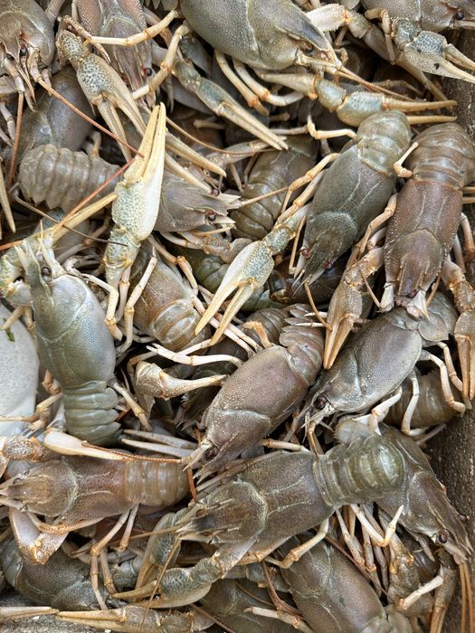 Живые раки/Мидии -20%