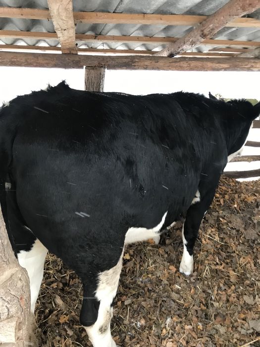 Продам тільну телицю 4 місяці