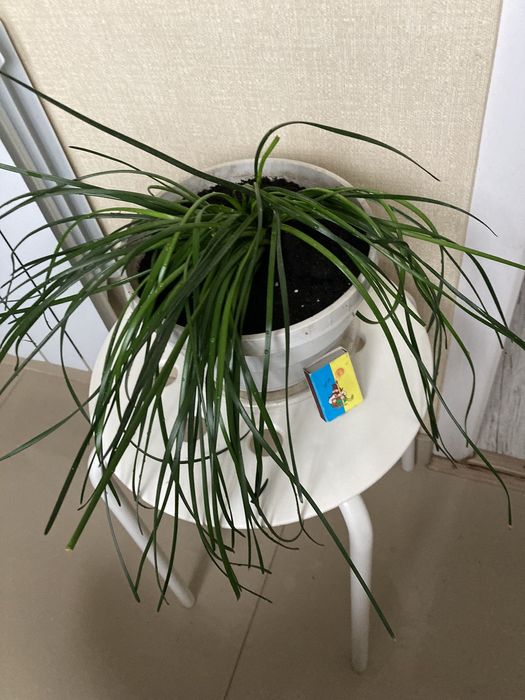 Цветок зефирантес белый 12 луковиц