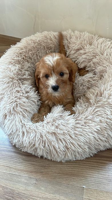 Cavapoo suczka gotowa do odbioru
