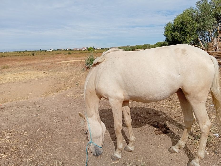 Uma  pérla com 3 anos uma égua castanha com 7 anos