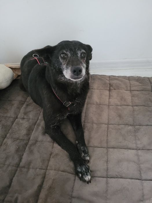 Krysia psiak ideał szuka domu