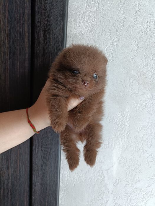 Кобель померанского шпица шоколад вязка.