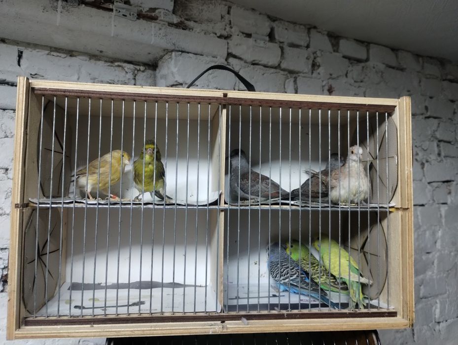 gołąbki diamentowe, kanarki