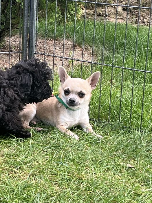 Cudowny piesek chihuahua
