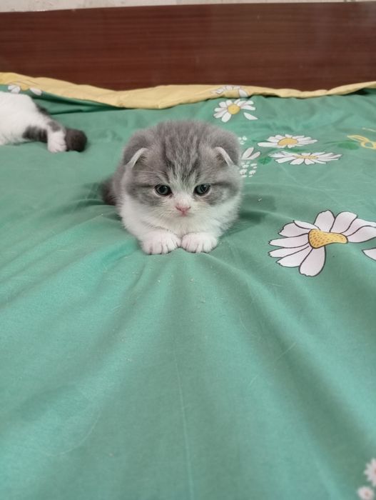 Шотландские котята