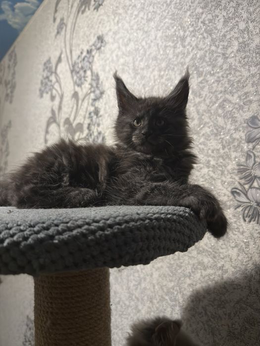 Кошенята мейн кун