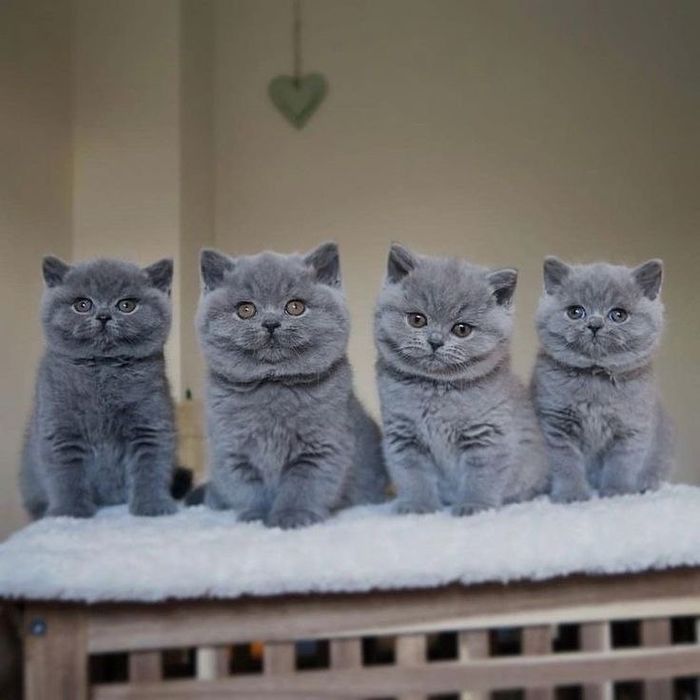 Продаются красивые котята.