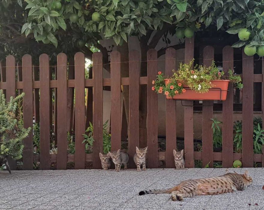 Gatinhos para Adoção 6 semanas