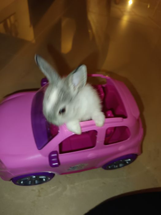Coelhinha mini holandês