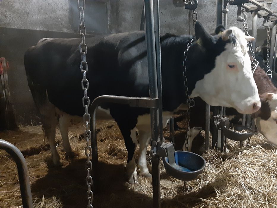 Jałowka wysokocielna 7dni własna hodowla