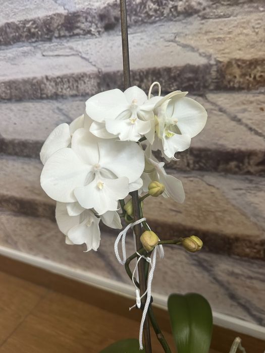 Storczyk Manta mindora big lip phalaenopsis