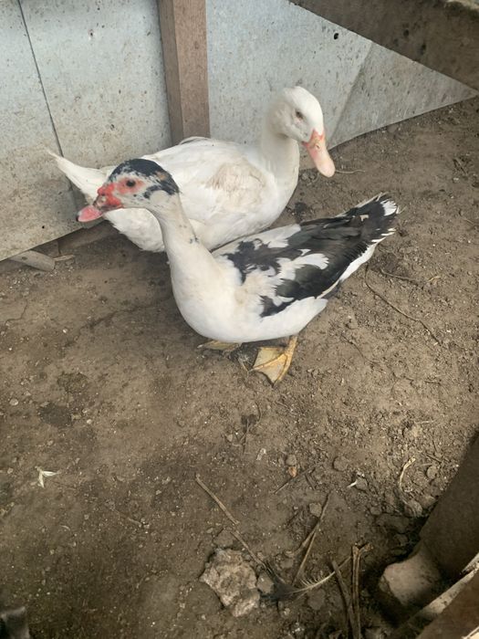 Patos mudos e de pequim