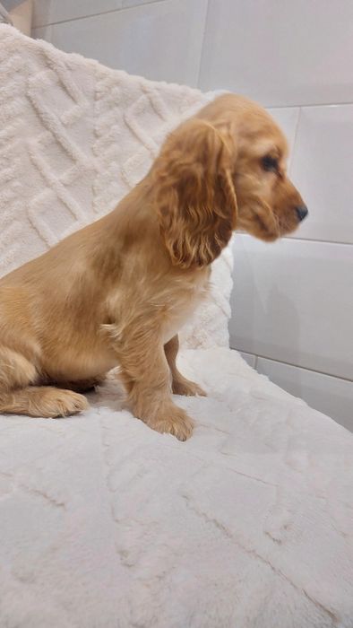 Cocker Spaniel Angielski suczka nowe zdjecia
