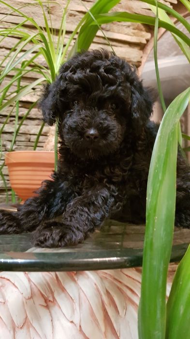 Той пудель чорний агат. Вірний товариш.