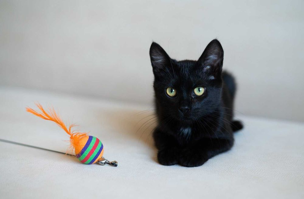 Ищет дом маленький котёнок мальчик!