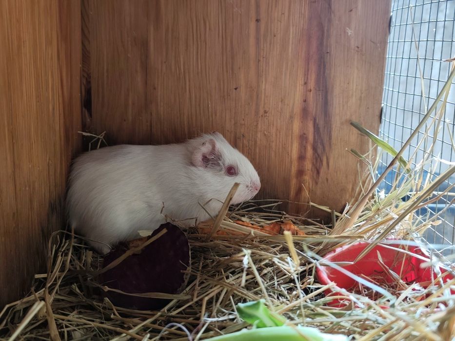 Świnki morskie polecam