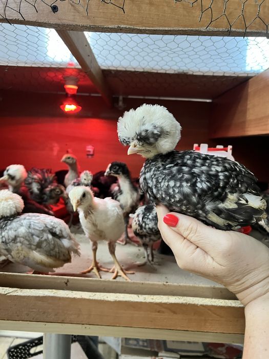 Bialoczuby holenderskie