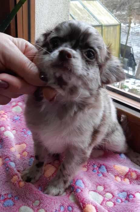 Chihuahua długowłosy Piesek Beżowy Merle