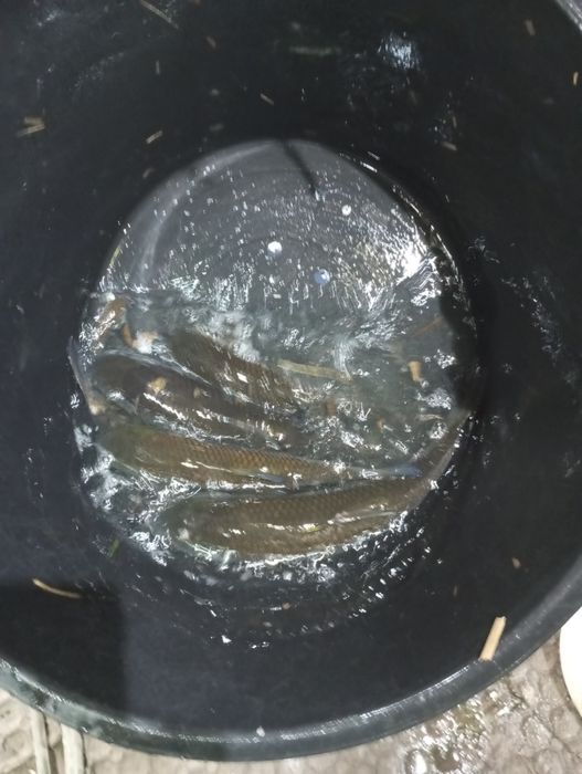 Amur większy dowóz