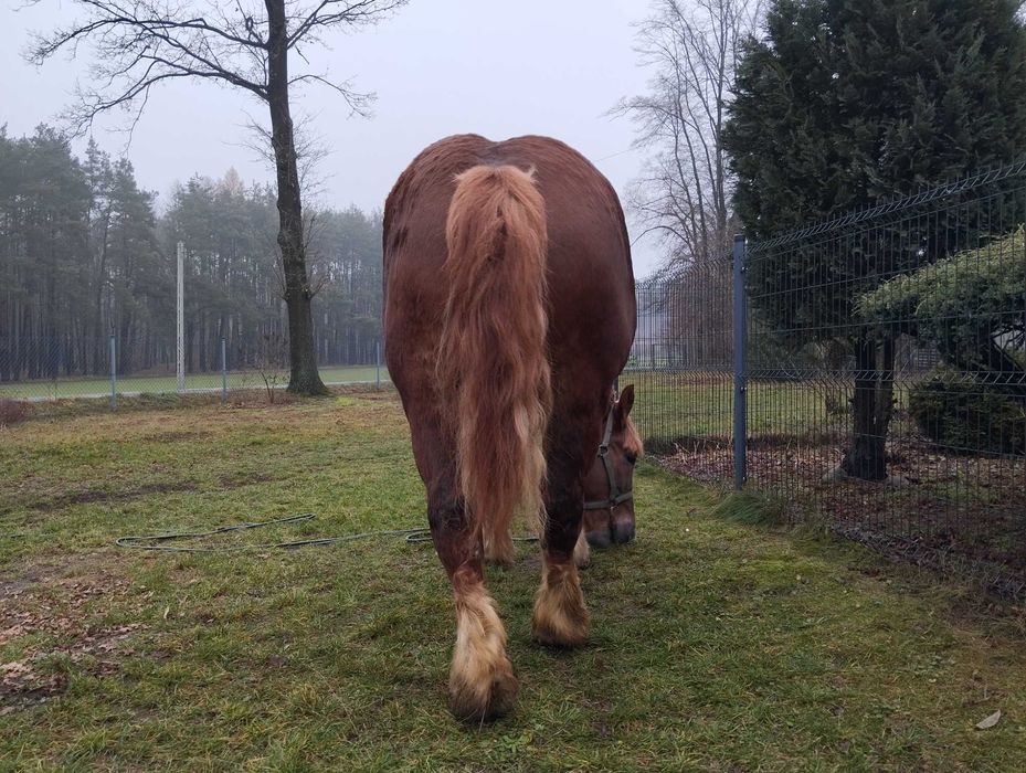 Klacz zimnokrwista 81pkt