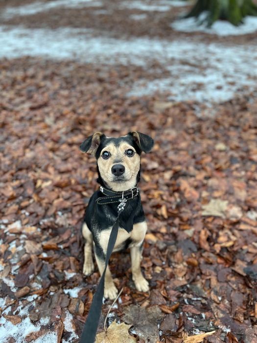 Tobi – piesek 2 lata szuka kochającego domu