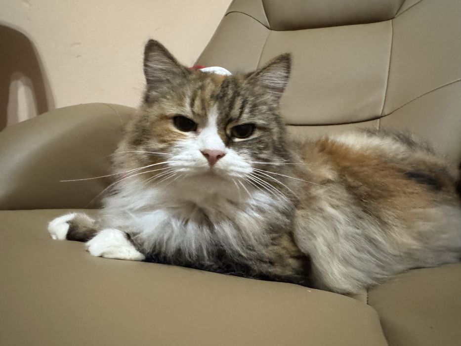 Передержка животных