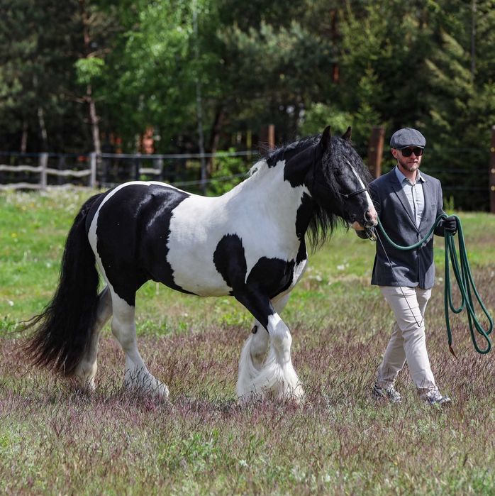 Stanówka  Ogier Gypsy Cob/Tinker