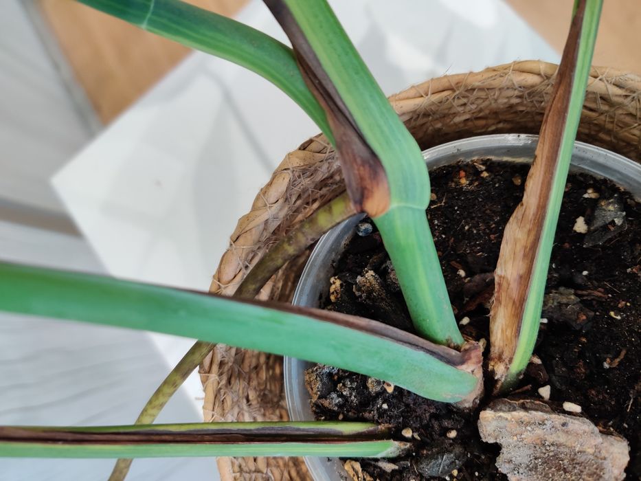 Monstera aurea grande