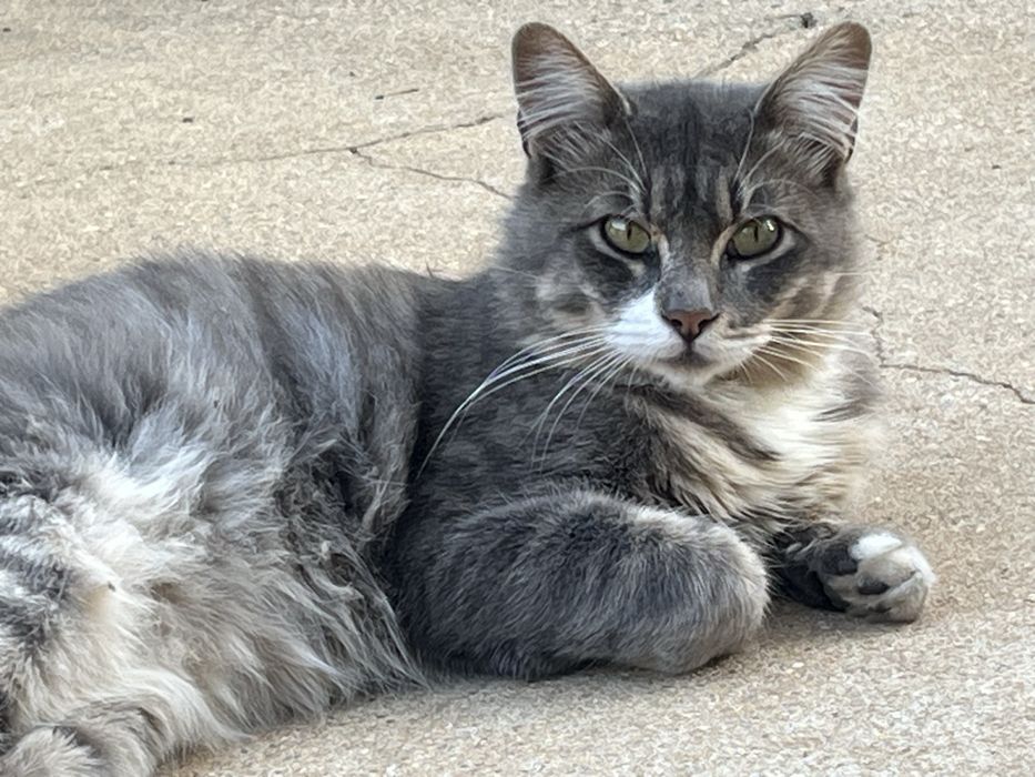 gato adoção responsável