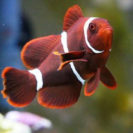 Ryba Ryba Premnas Odmiana  Lightning Maroon Duży "L,, 4-5cm FLUOLAMPS.PL WYSYLKI